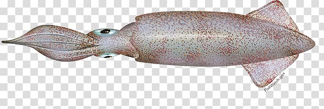 Squid transparent background PNG clipart