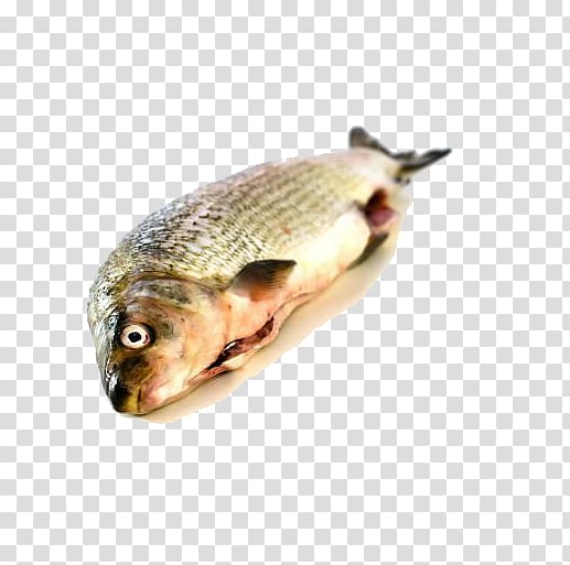 Whitefish Ice, An edible ice fish transparent background PNG clipart