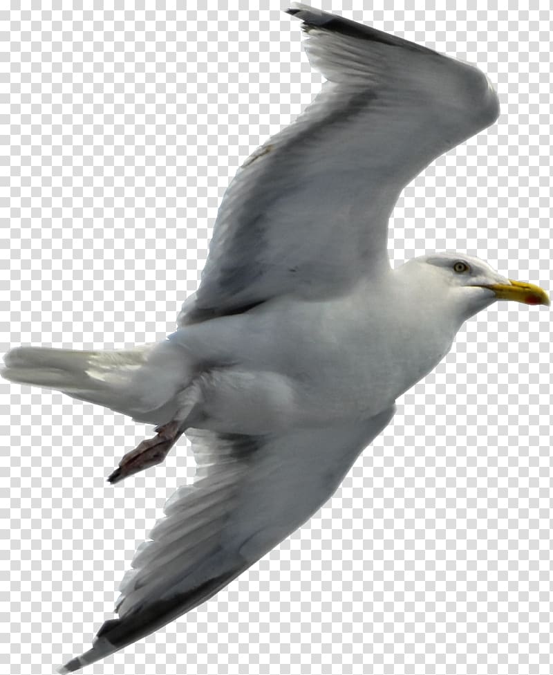 Gulls Flight Bird, Gull transparent background PNG clipart