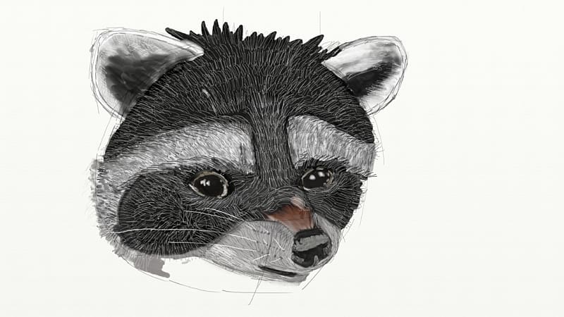 Raccoon Cat Procyonidae Whiskers Carnivora, raccoon transparent background PNG clipart