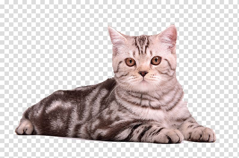 Scottish Fold Kitten Dog Puppy, Cat Sitting transparent background PNG clipart