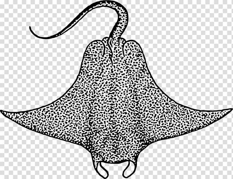 Devil fish Drawing Giant oceanic manta ray , sea transparent background PNG clipart
