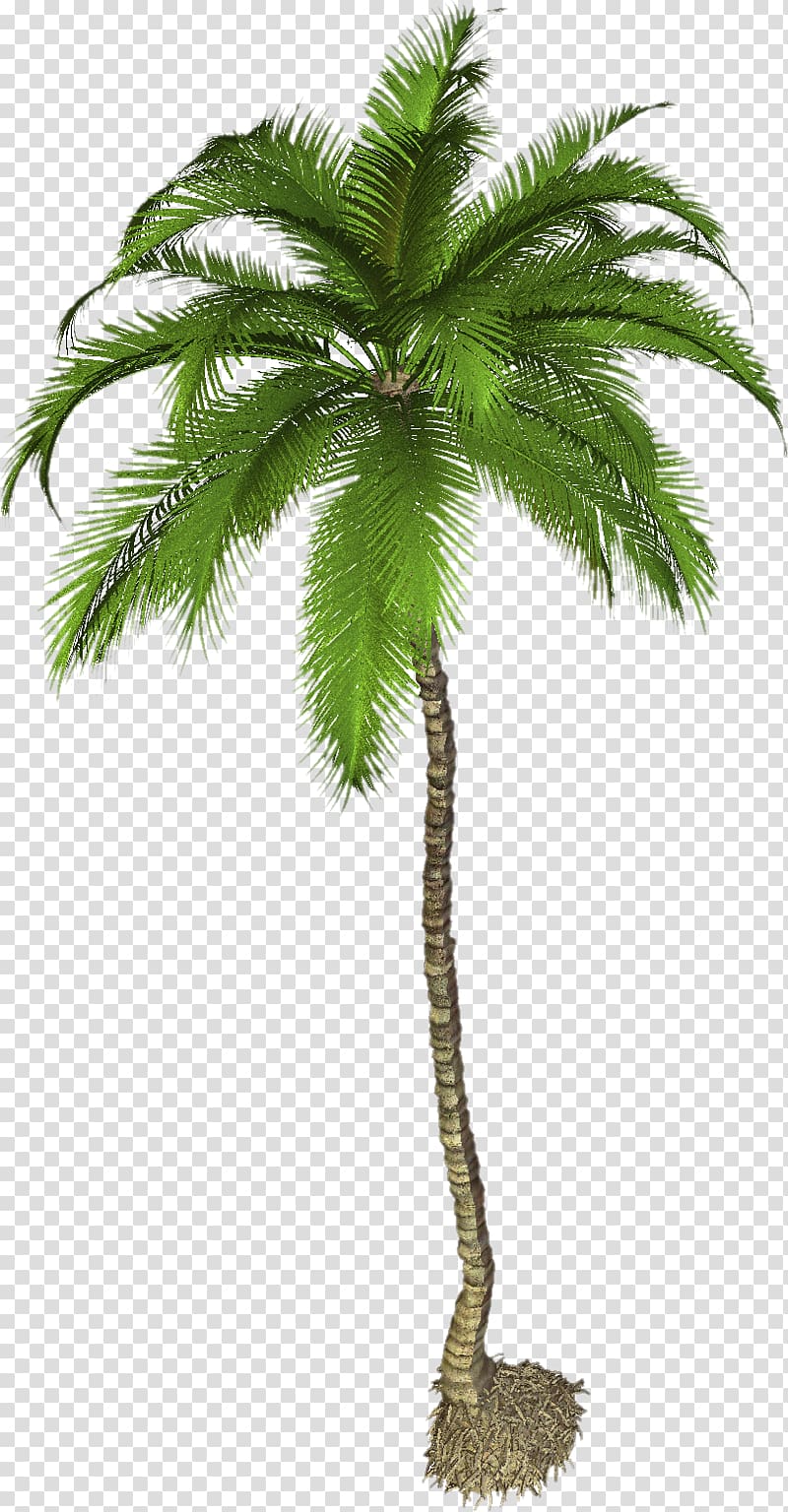 coconut tree , Arecaceae Phoenix canariensis , Palm Tree Pic transparent background PNG clipart