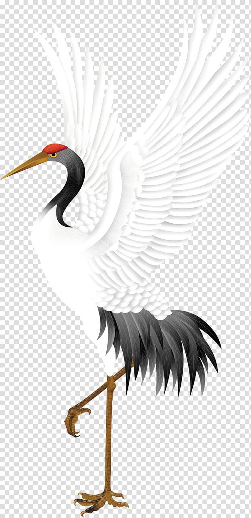 Red-crowned crane Bird Stork, Wings of the crane transparent background PNG clipart