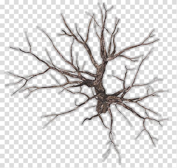 Twig Tree Branch Root , top view of Trees transparent background PNG clipart