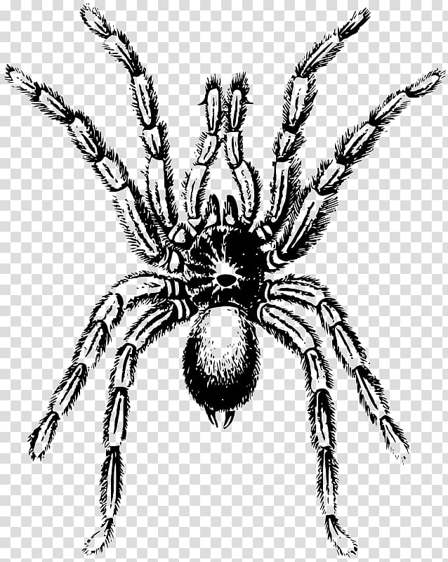 Spider Tarantula Arthropod , spider transparent background PNG clipart