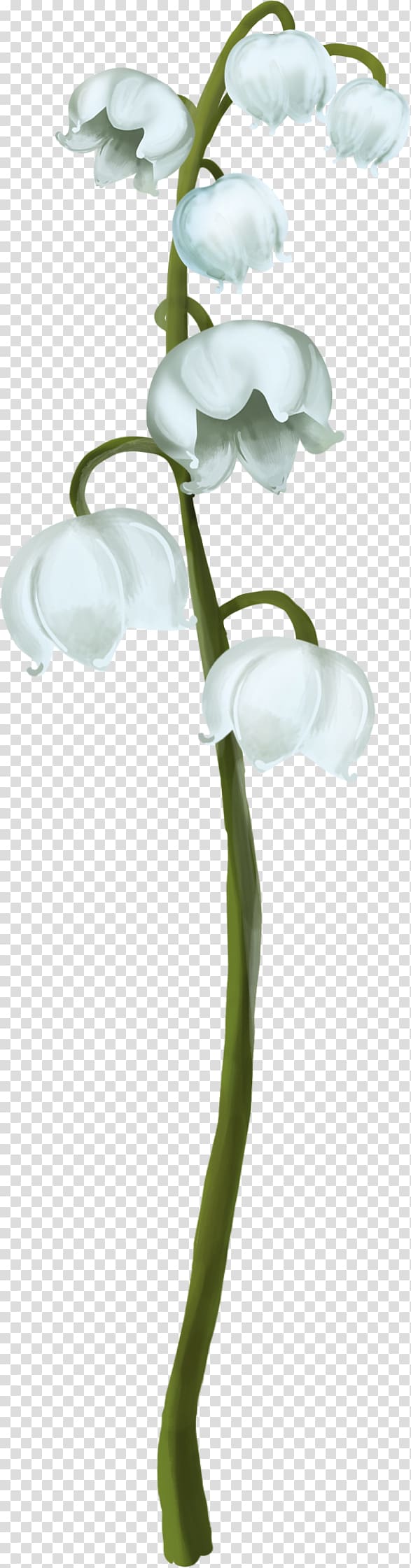 Lily of the valley Plant stem , lily of the valley transparent background PNG clipart
