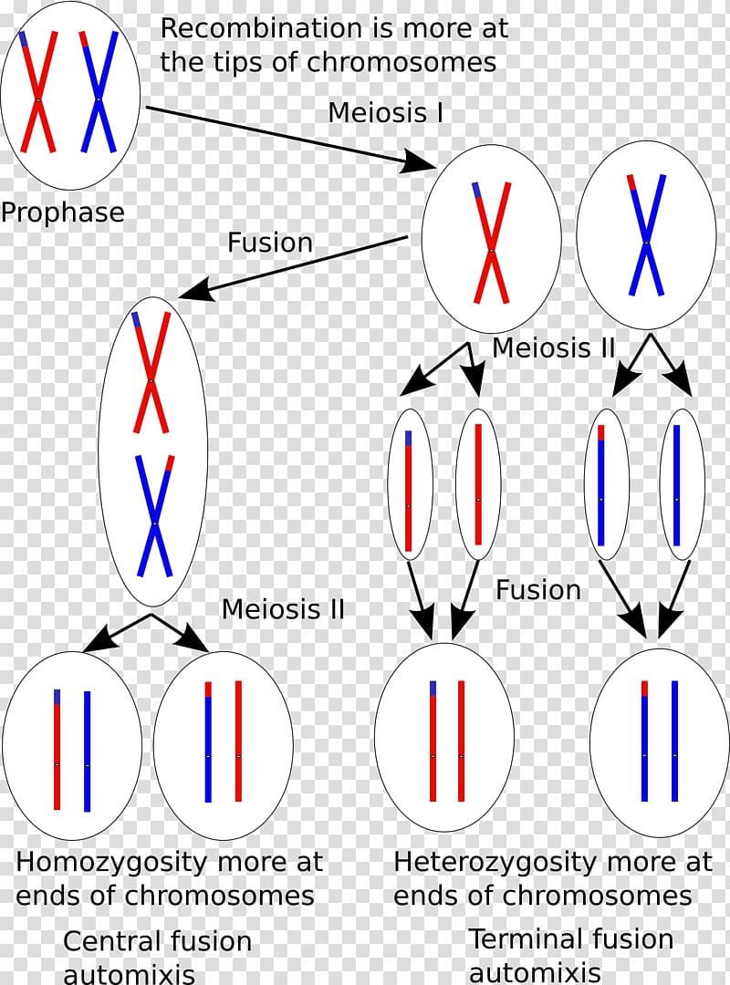 Thelytoky Parthenogenesis Asexual reproduction Fertilisation, others transparent background PNG clipart