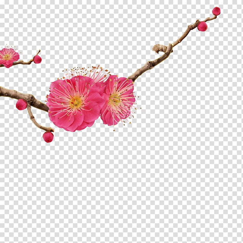 cherry blossom , Apricot Icon, Apricot transparent background PNG clipart