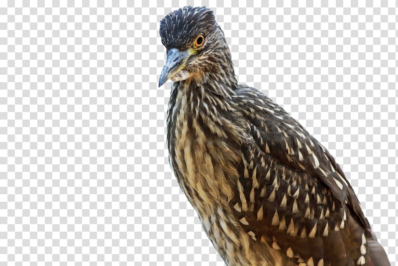 Beak Bird Vertebrate Heron Passerine, Bird transparent background PNG clipart