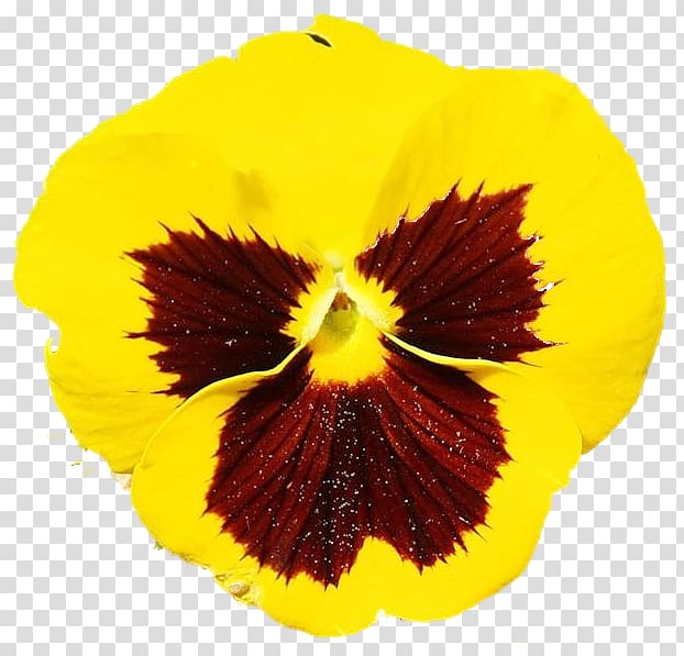 Pansy, others transparent background PNG clipart