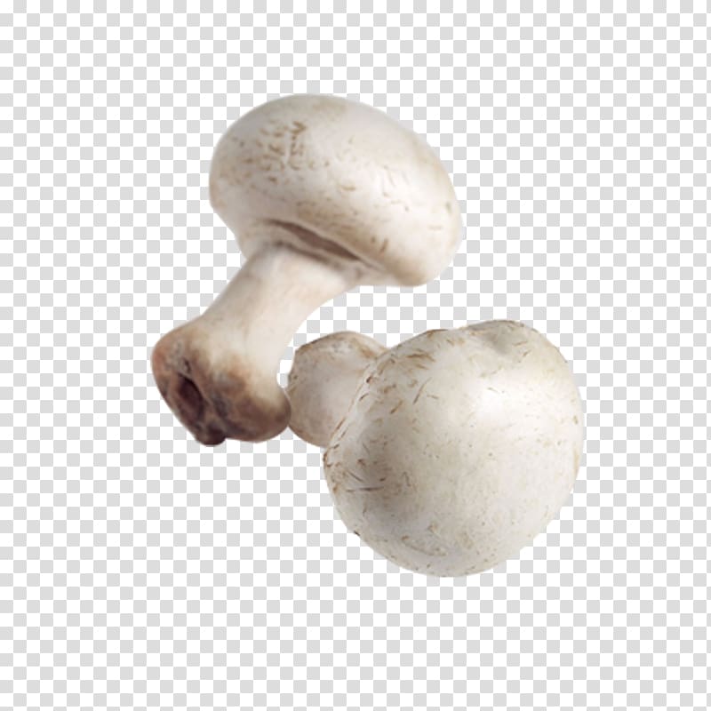 Common mushroom Pleurotus eryngii Agaricus campestris Shiitake, White mushrooms transparent background PNG clipart