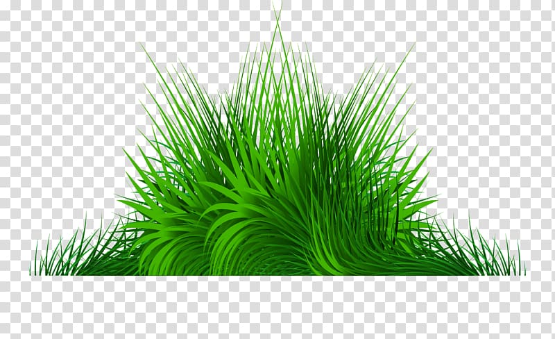 green leafed plant illustration, hand painted green grass transparent background PNG clipart