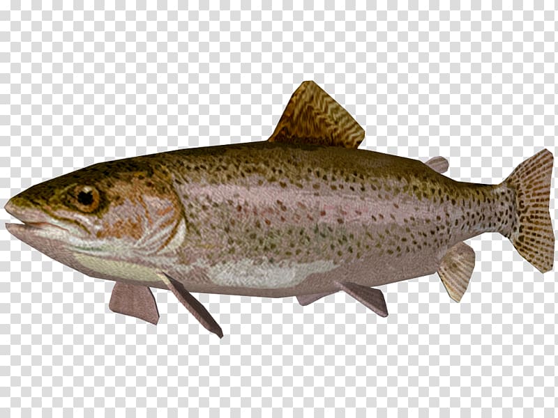 Coastal cutthroat trout Coho salmon Rainbow trout, fish transparent background PNG clipart