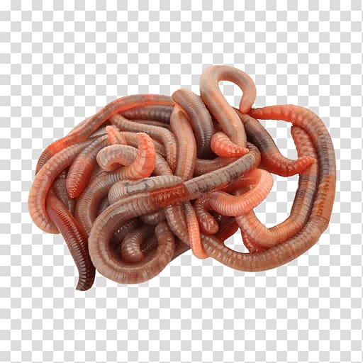 Human whipworm Dracunculus medinensis Earthworm Parasitism, others transparent background PNG clipart