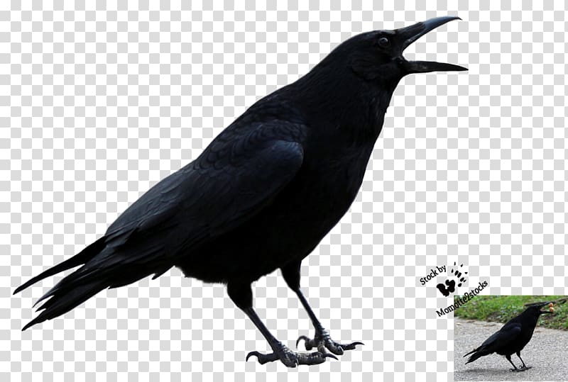 American crow Rook New Caledonian crow Common raven, 71 transparent background PNG clipart