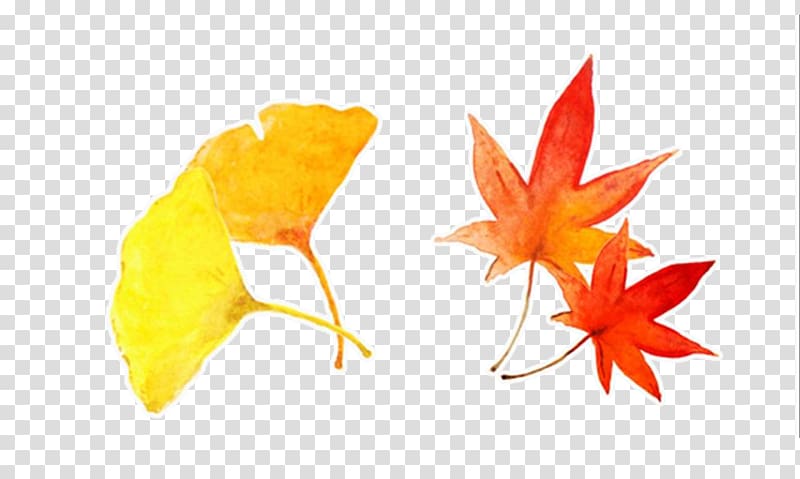 Ginkgo biloba Maple leaf Autumn Yellow, Hand-painted autumn leaves transparent background PNG clipart