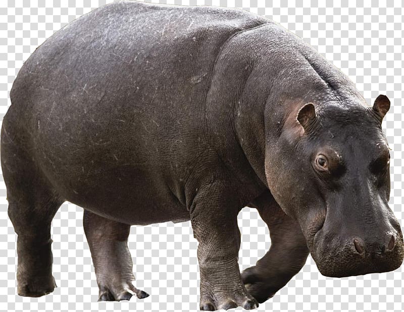 gray hippopotamus, Hippopotamus River Horse, Hippo transparent background PNG clipart
