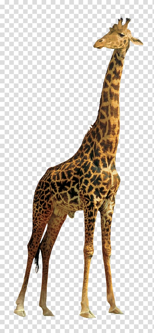 Northern giraffe Masai giraffe , giraff transparent background PNG clipart
