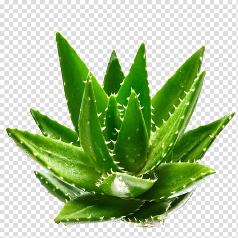 aloe vera planbt, Aloe vera Green Plant Aloin, Aloe vera fresh green plants transparent background PNG clipart