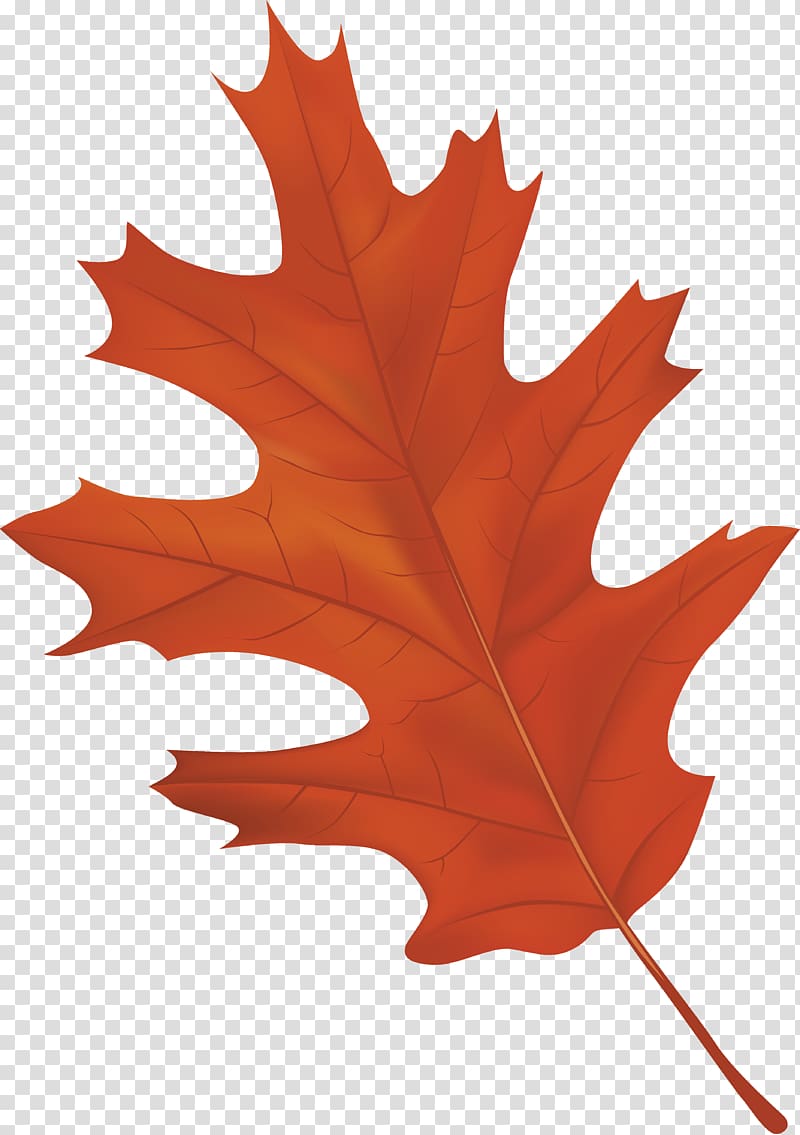 orange maple leaf illustration, Autumn leaf color , Brown Autumn Leaf transparent background PNG clipart
