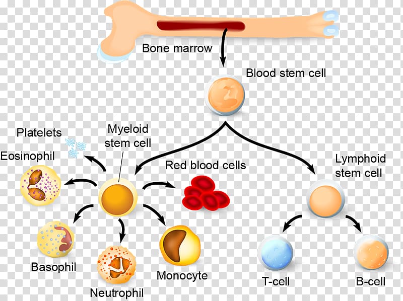 Haematopoiesis Hematopoietic stem cell Blood cell Immune system, blood transparent background PNG clipart