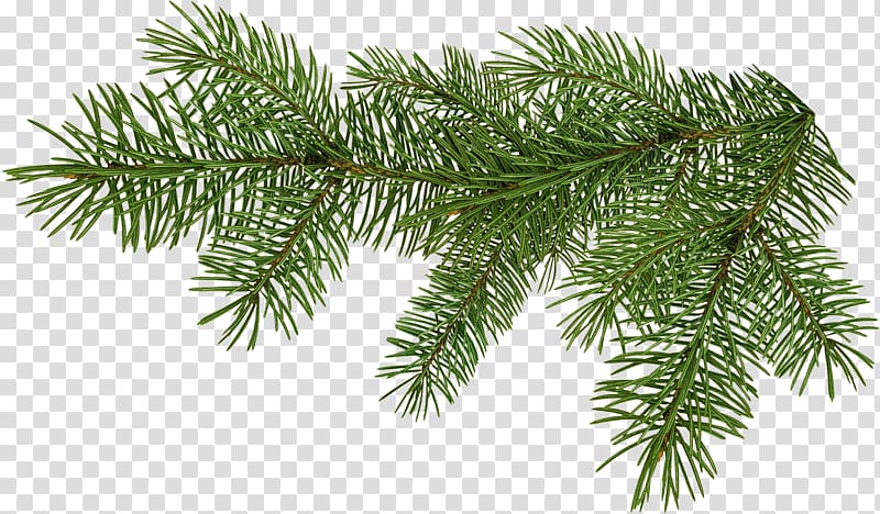 Conifers Spruce , tree transparent background PNG clipart