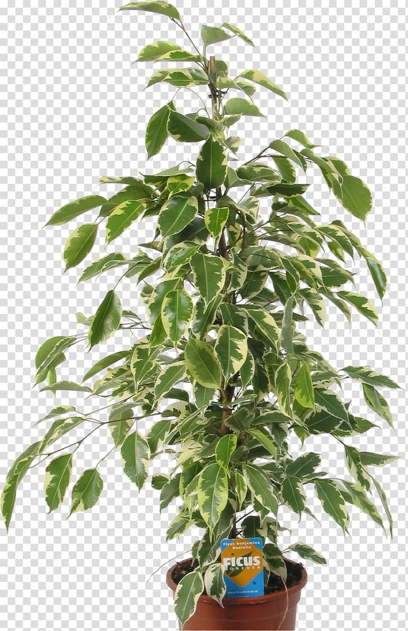 Seed Tree Autoflowering cannabis Plant White Widow, tree transparent background PNG clipart