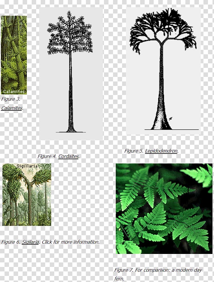 Pine family Carboniferous Coal Flora Tree, coal transparent background PNG clipart