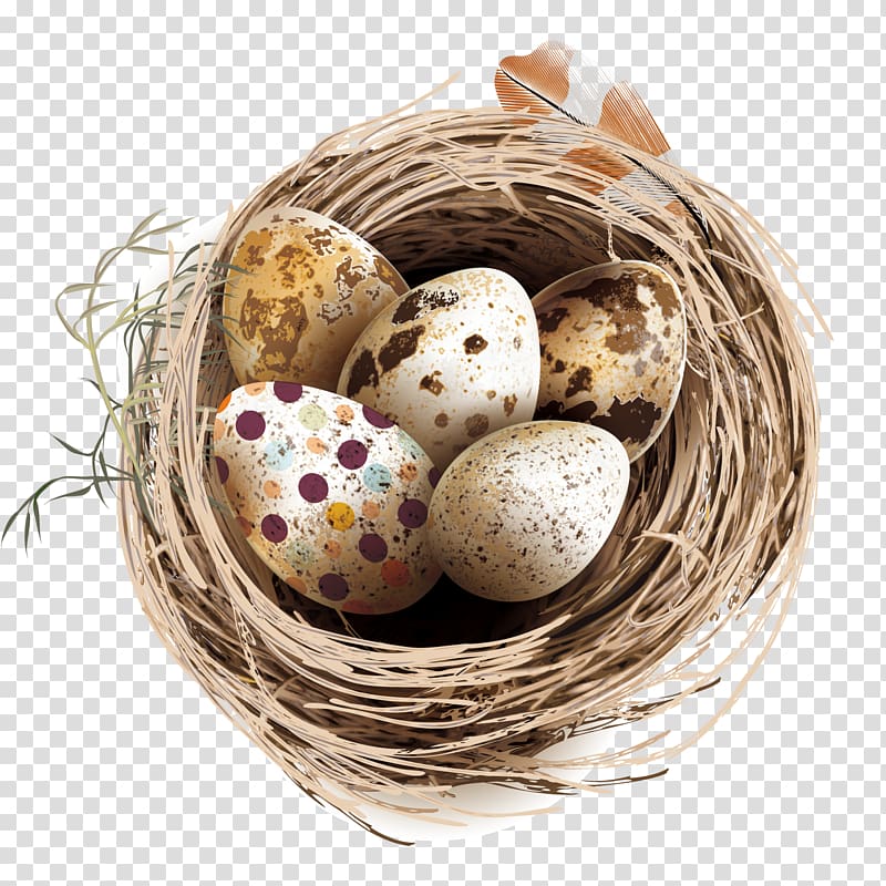Quail eggs Bird Nest, bird nest eggs transparent background PNG clipart