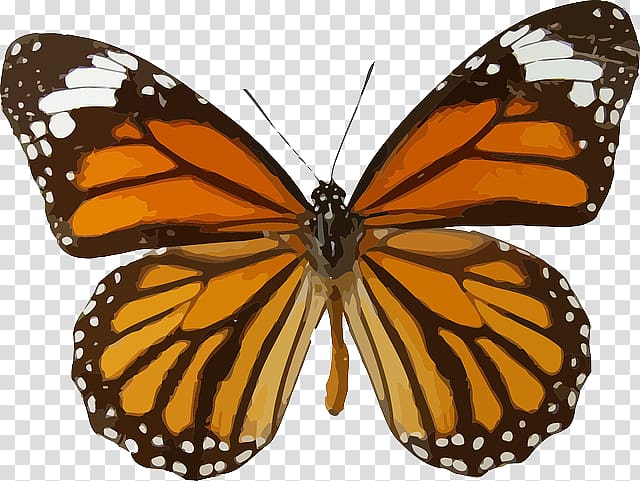 Monarch butterfly Viceroy Animal migration , butterfly transparent background PNG clipart