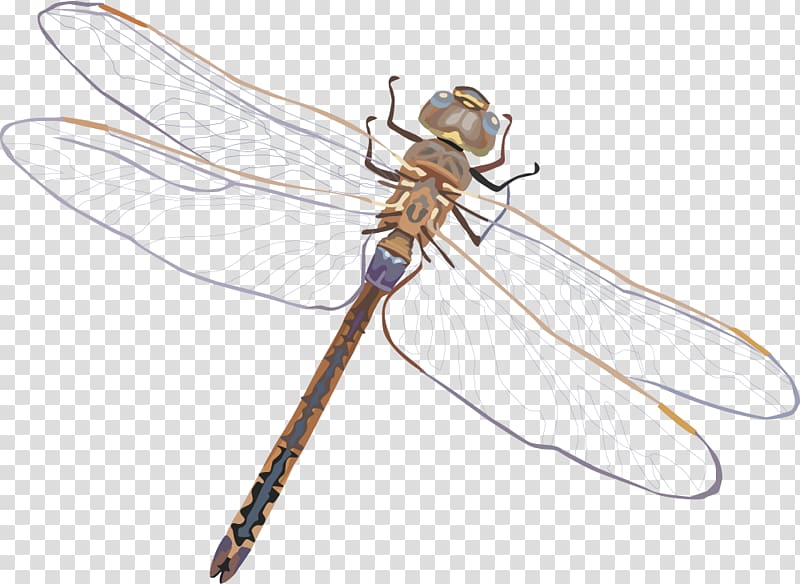 Dragonfly Euclidean , dragonfly transparent background PNG clipart