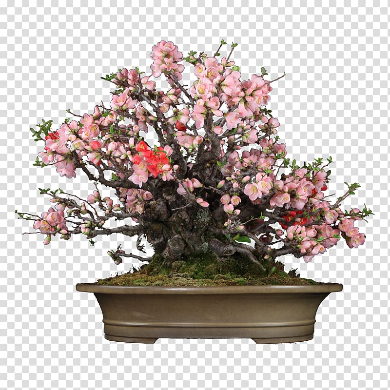 Chinese sweet plum Bonsai Flowerpot Lichun Chinese Quince, Japanese Bonsai transparent background PNG clipart