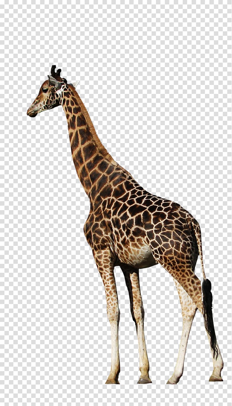 Northern giraffe Animal , animal transparent background PNG clipart