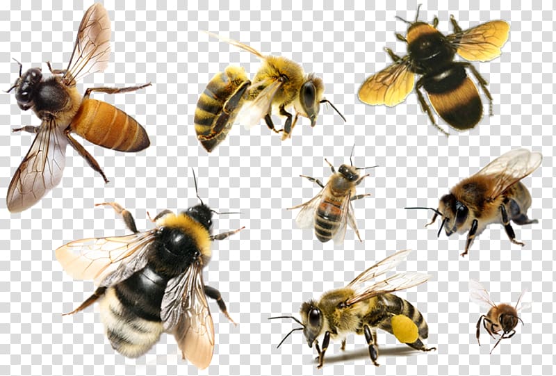 honey bees, Bee Hornet Apis florea Insect Honey, bee transparent background PNG clipart