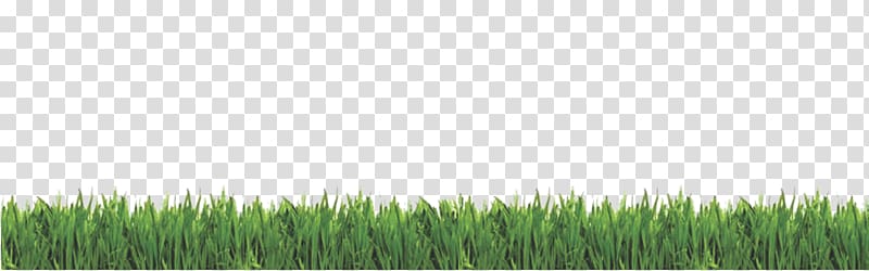 Wheatgrass Lawn Meadow Consumer Reports, field transparent background PNG clipart