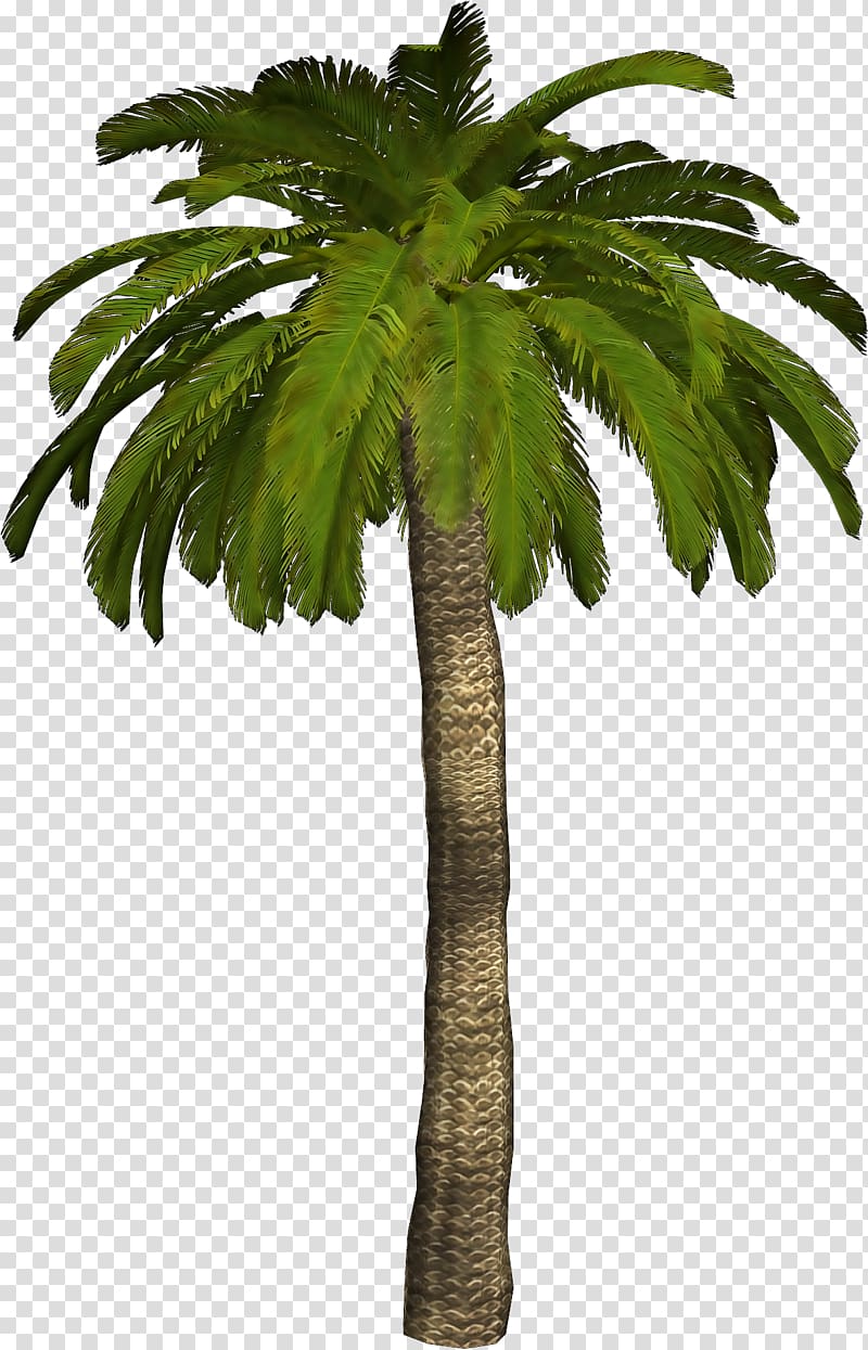 Arecaceae , Coconut tree 3D material free to pull transparent background PNG clipart