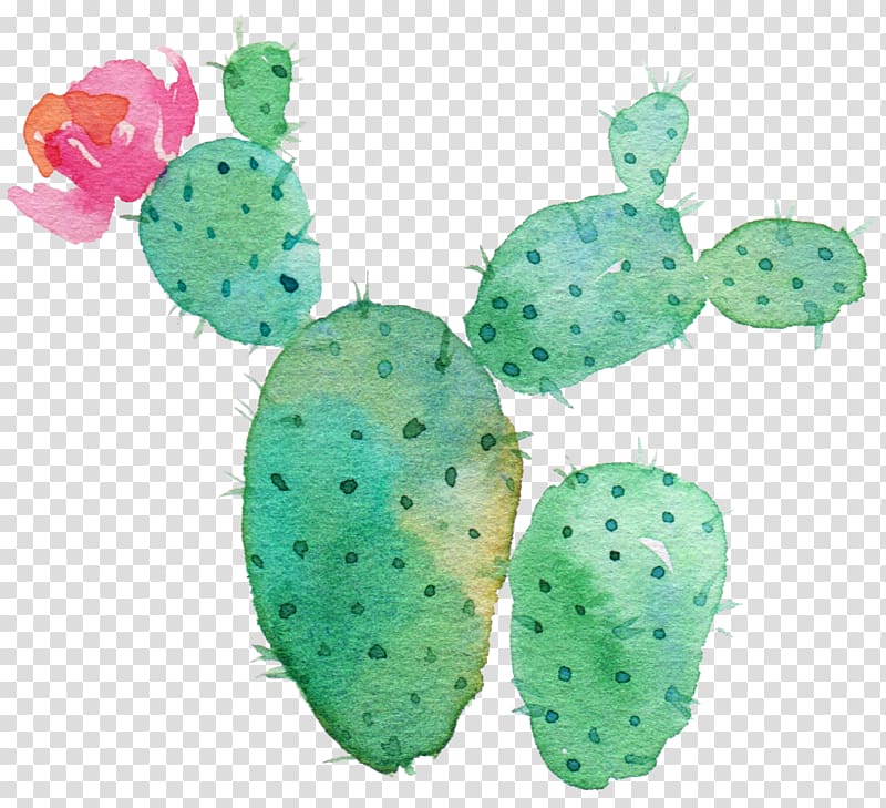 Cactaceae Succulent plant Drawing Printing, Green cactus transparent background PNG clipart