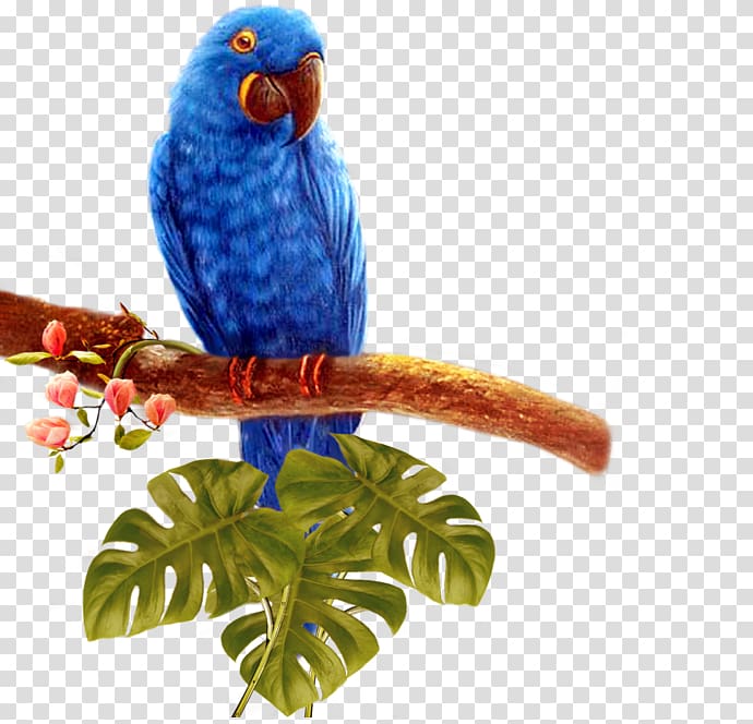 Bird Parrot, Blue Parrot transparent background PNG clipart