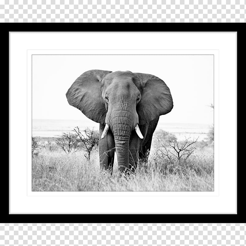 African elephant Black and white Indian elephant , african elephant transparent background PNG clipart