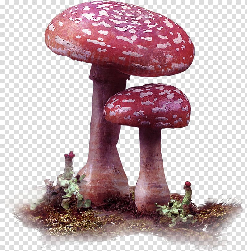Edible mushroom Fungus, Red fresh mushroom decoration pattern transparent background PNG clipart