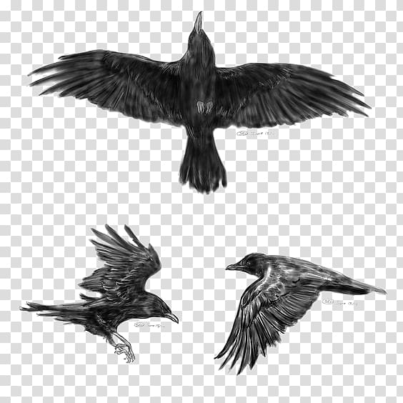 Flying crow. Ink black and white drawing - Stock Illustration [88225610] -  PIXTA