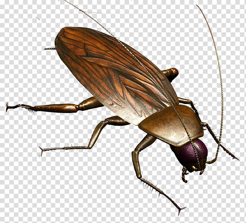 Brown cockroach Insect Termite Pest Control, roach transparent background PNG clipart