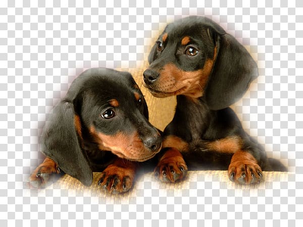Dachshund Puppy Black and Tan Coonhound English Toy Terrier Baby Pets, puppy transparent background PNG clipart