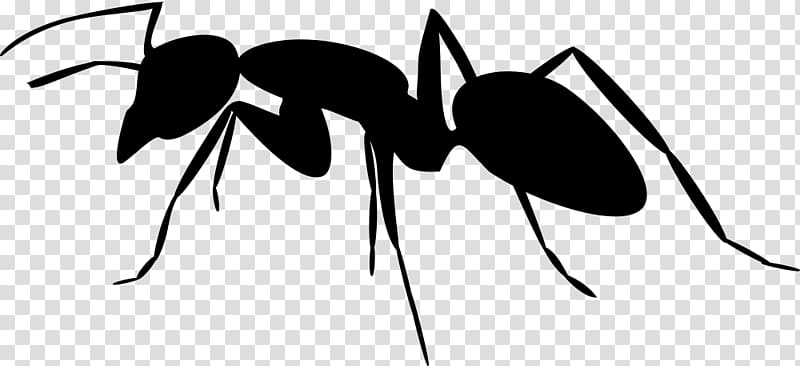Ant Silhouette Insect , Silhouette transparent background PNG clipart