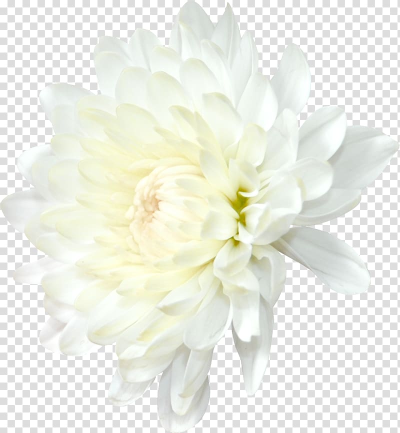 Chrysanthemum Flower Transvaal daisy Daisy family , peony transparent background PNG clipart