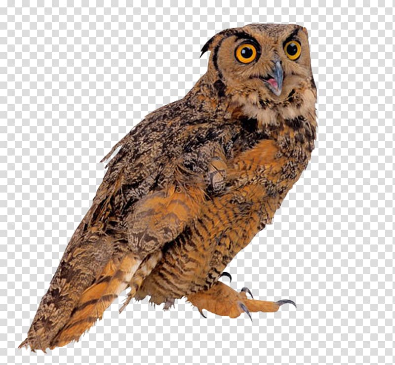 Bird True owl , owl transparent background PNG clipart