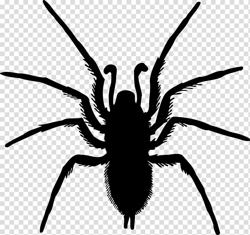 Spider Silhouette Drawing, spider transparent background PNG clipart