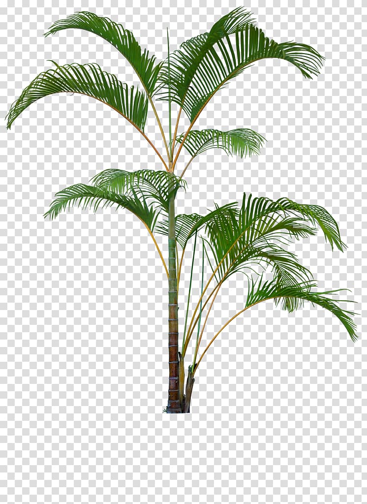 Flowerpot Houseplant Palm trees Plants, plants transparent background PNG clipart