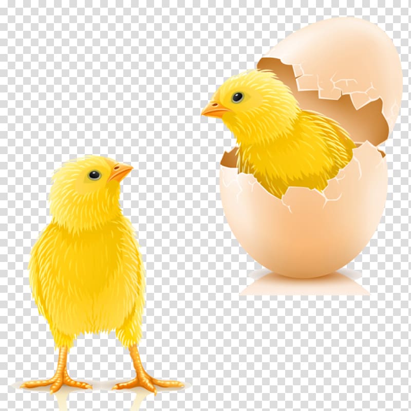Chicken Infant Kifaranga Hen Egg, chicken transparent background PNG clipart